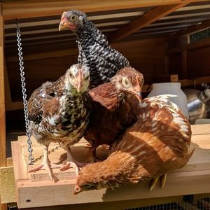 Meet your Posher, Claire